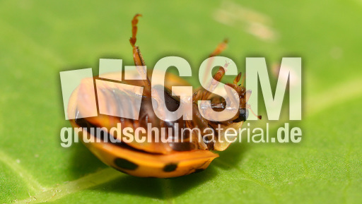 Asiatischer_Marienkäfer (2).jpg